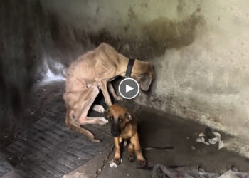 Skinny Mama Dog Just Given Birth Tied Up in A Dirty Place, Sad And Lonely, With No Food