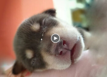 Tears of A Tiny 1 Day Old Puppy Abandoned on The Street And The Emotional Story Behind