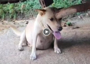 Tearful journey of pregnant dog was chained and neglected, giving birth 9 adorable puppies