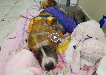Used as bait dog over and over… His owner did his ear off, then dumped on the street to end!