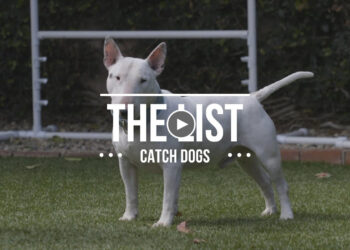 THE LIST: TOP CATCH DOGS