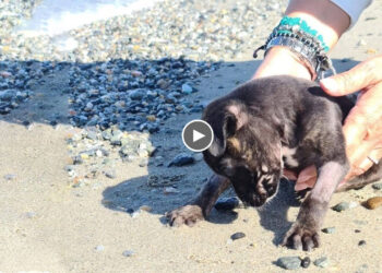 She Was So Fragile, Full Of Fear, Abandoned On The Beach In Despair