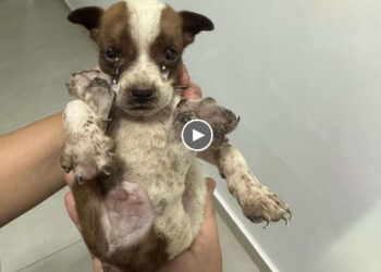 Rescue Little Puppy Was Thrown Away Like Trash, His Legs Were Infected…He Couldn’t Stand