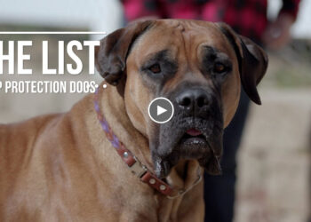 THE LIST: TOP 10 PROTECTION DOGS