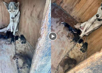 Neglected mom and 7 her puppies faced end as chained prisoners amongst their own filth!