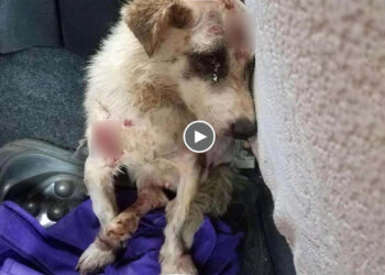 Mistreated and broken, he is on the way to the meat market for people foods Heartbreaking story