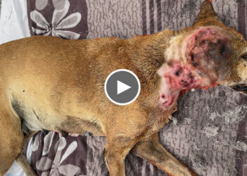 A Homeless Dog that has been Rescued has a Life-Threatening Neck Wound.