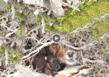 Terrified mom dog and her only puppy non stop barking to us! They have no chance to survived there!