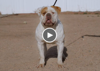 VERGARA CLASSIC AMERICAN BULLDOGS