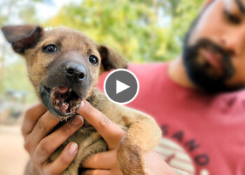 Puppy’s jaw fractured by car, rescued and healed!