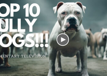 THESE 10 BULLY BREEDS ARE TAKING THE WORLD BY STORM!