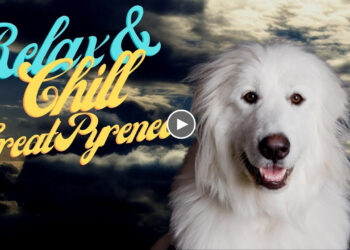 GREAT PYRENEES: RELAX AND CHILL