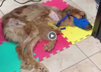 He was neglected to starved for long time then abandoned for end! Watch transformation