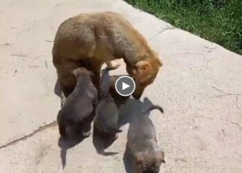 Sick Mother Dog Led Her 3 Puppies to The Front Gate, Bowing Her Head to Beg for Help