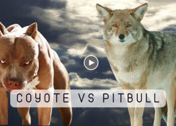 COYOTES VS. AMERICAN PITBULL TERRIERS