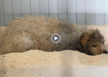 He Was Scared Because He Was Imprisoned In The Dark By An Alcoholic