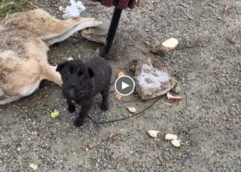 0 degrees, she’s licking her passed frozen mother, trying to get warm near mum!