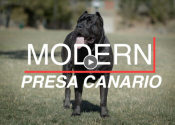 THE MODERN PRESA CANARIO