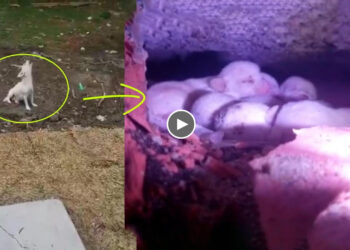 Terrified mom barking for help her newborn puppies in a cramped and hot hole! Happy End