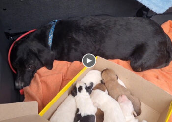 Poor Mama Dog Was Kicked Out of The House And Found a Small Cave to Give Birth On Her Own