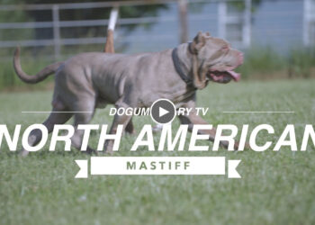 THE NORTH AMERICAN MASTIFF