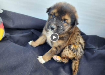 2-Month-Old Puppy Crying and Trembling Because of Suffering Too Much Pain