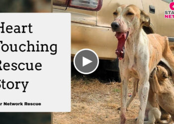 Dog with a Fractured Jaw and Broken Teeth Finds a reason to smile again