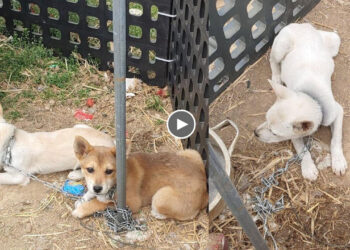 Terrified family dogs non stop trembling in fear. They were chained and raise for human foods!