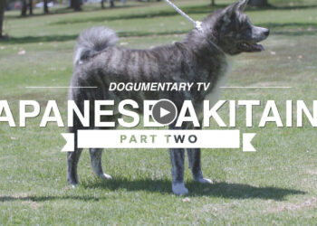 ALL ABOUT JAPANESE AKITA INU