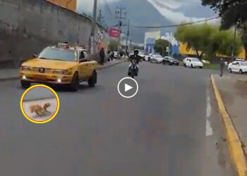 She Panicked Running Never Stopping on The Street Full of Traffic, What Happened to This Little Dog?
