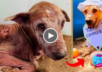 Dog literally jump for Happiness after Recovering from Skin Disease.