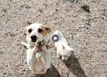 A mother dog begging for help her and her puppy. They were trapped outside under raining and frozen