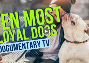 DOGUMENTARY TV’S TEN MOST LOYAL DOG BREEDS
