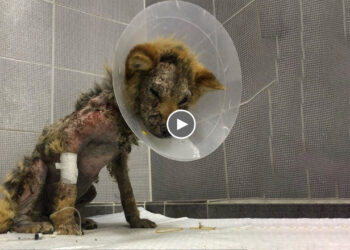 The Miraculous Transformation Journey of a Dog Imprisoned All Its Life in a Kennel