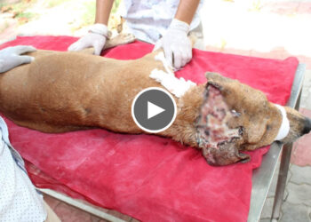 Rescue Street Dog with Massive Head wound. Full Rescue and Recovery
