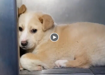 He Has Gradually Changed His Mood… to Become a Sweet Puppy