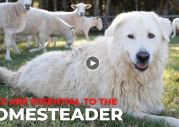 WHY DOGS ARE SO ESSENTIAL TO THE HOMESTEADER