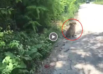 Believe in miracle, I found poor dog laid beside the road exactly same the dog just passed away!