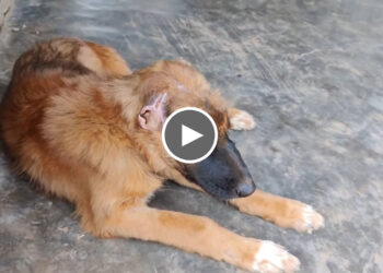 Beautiful Dog recovers from the severely injured Ear and Head