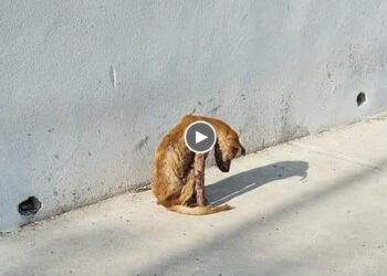 He Could Only Endure The Pain And Hide in An Abandoned House