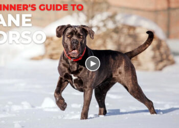 BEGINNER’S GUIDE TO THE CANE CORSO
