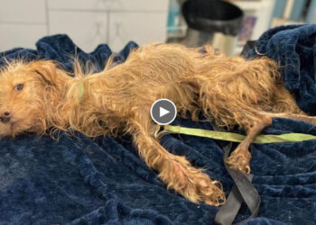 Lifeless puppy dumped on the side of the road, he was suffering from starvation due to heartless….