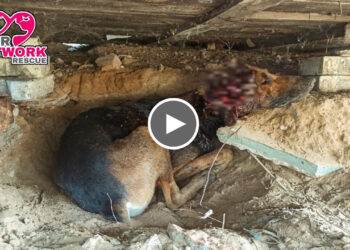 Street injured Dog with skull exposed from the Life-threatening head Wound.