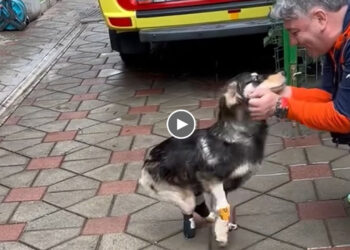He Rushed To Kiss The Rescuer To Show His Great Gratitude