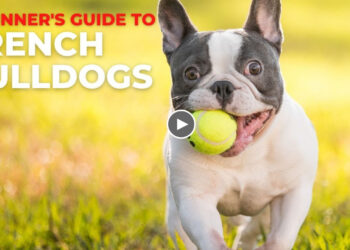 BEGINNER’S GUIDE TO THE FRENCH BULLDOG