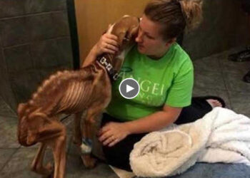 Skinny Dog Leaned In His Rescuer’s Warm Arms And Finally He Became The Happiest Person