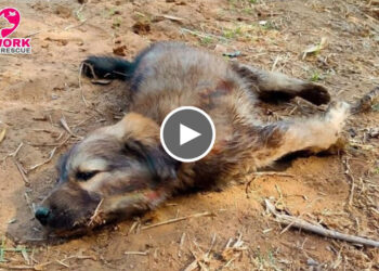 Rescue Adorable Street Puppy with Deformed Front Legs.