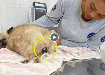 After 2 Days of Constantly Straining, She Still Couldn’t Give Birth & Good Owner’s Prayer for Help