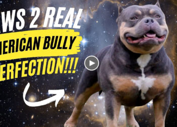 AMERICAN BULLY GRAND CHAMPION JAWS 2 REAL