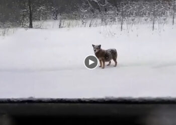 Pregnant Mama Dog Lives in The Snow Forest, Every Day Runs Out on the Street Begging for FOOD